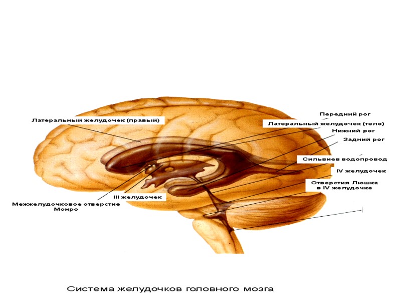 Система желудочков головного мозга Латеральный желудочек (правый) III желудочек Латеральный желудочек (тело) Передний рог